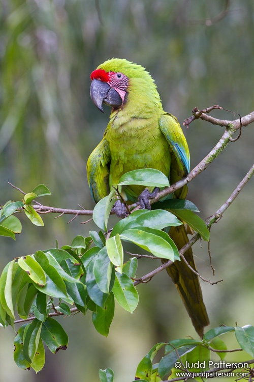 Great Green Macaw, Heredia, Costa Rica